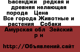 Басенджи - редкая и древняя нелающая порода › Цена ­ 50 000 - Все города Животные и растения » Собаки   . Амурская обл.,Зейский р-н